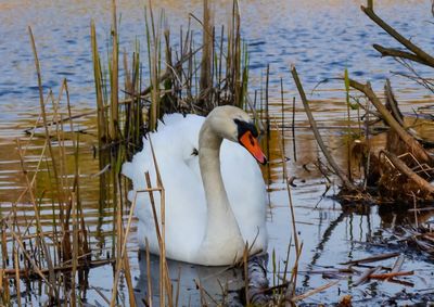 Swan swimming in lake