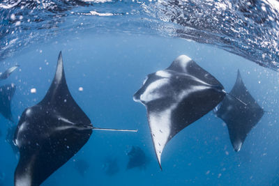 Wide angle view of a school of manta rays, in baa atoll ,madives