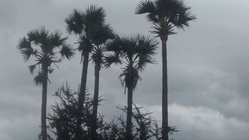 Low angle view of palm trees against sky