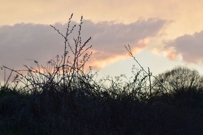 Silhouette of stalks against sunset sky