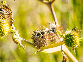 Close-up of bee on flower