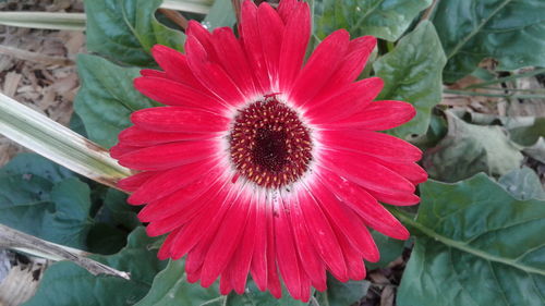 Close-up of red flower