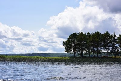 Trees on landscape by water against sky