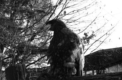 Low angle view of eagle perching on bare tree against sky