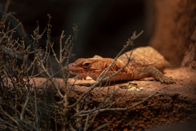 Close-up of lizard