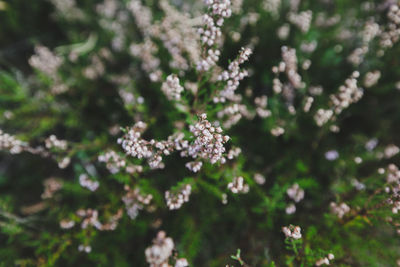 Close-up of flowering plant