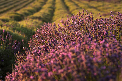 Purple flowering plants on field