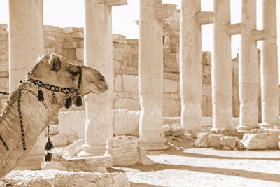 Palmira, syria. ruins of an old city. ii thousand years bc. the pearl of syria.