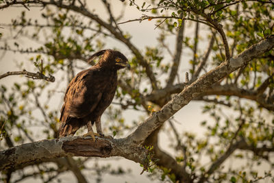 Long-crested eagle looking down from lichen-covered branch