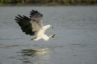 Bird flying over water