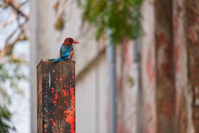 Bird perching on metal