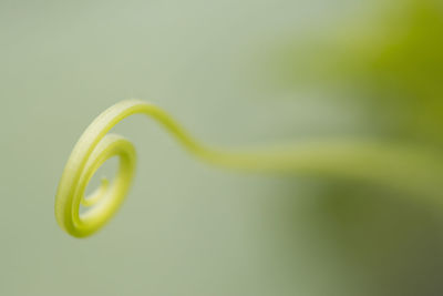 Close-up of green leaf