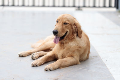 Dog looking away while sitting on floor