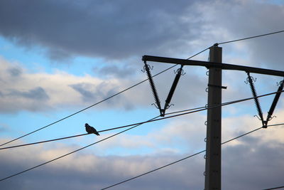 Low angle view of birds perching on cable