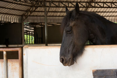 Horse in stable