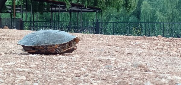 Close-up of a turtle in the ground