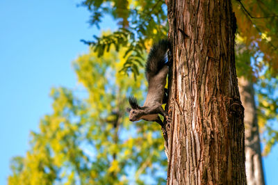 Close-up of squirrel on tree trunk