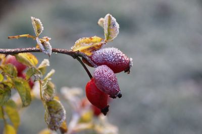 Close-up of flowers against blurred background