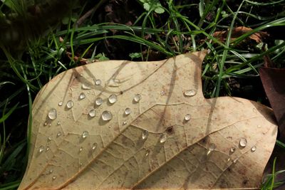 Close-up of wet leaves during rainy season