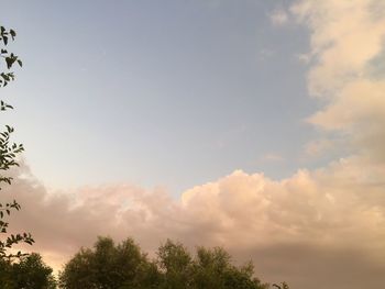 Low angle view of trees against sky