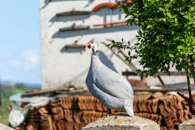 Bird perching on a wall