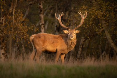 Deer standing on field