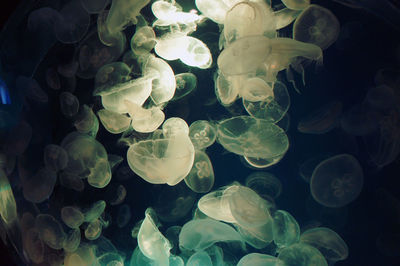 Close-up of jellyfish swimming in water