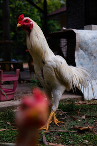 Close-up of birds on field