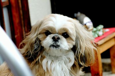 Close-up portrait of dog