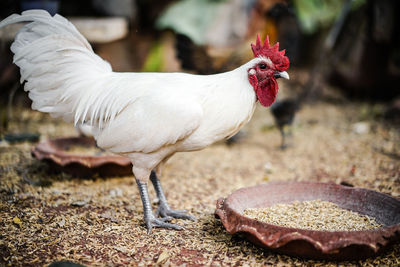 Close-up of a bird