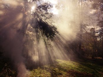 Sunlight streaming through trees in forest