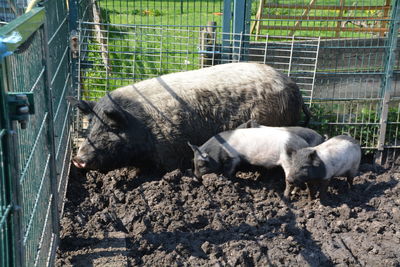 High angle view of pig and piglets on mud by fence