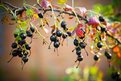 Close-up of berries growing on tree