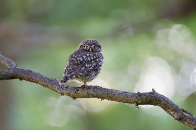 Close-up of bird perching on branch