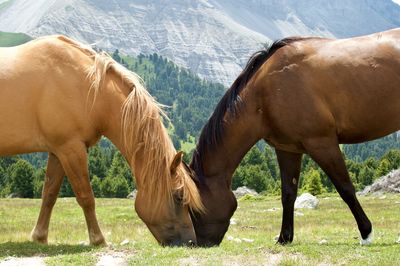 Horses in ranch