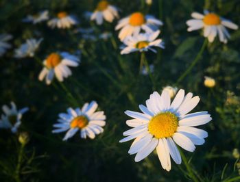 Close-up of flowers blooming outdoors