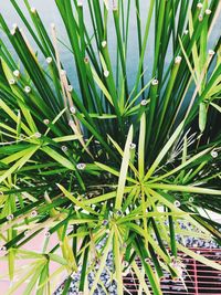 High angle view of bamboo plants