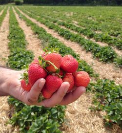 Midsection of person holding fruits on field