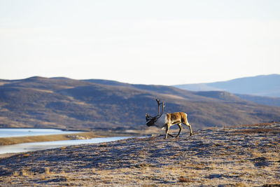 Reindeer walking on field against clear sky