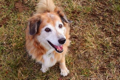 Dog standing on grassy field