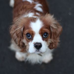 Close-up portrait of cavalier king charles spaniel