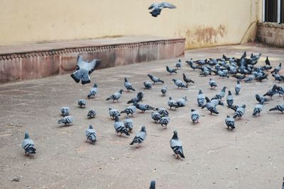 High angle view of pigeons flying