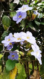 Close-up of fresh white flowers blooming on tree