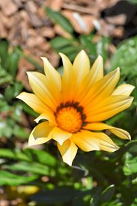 Close-up of yellow flower