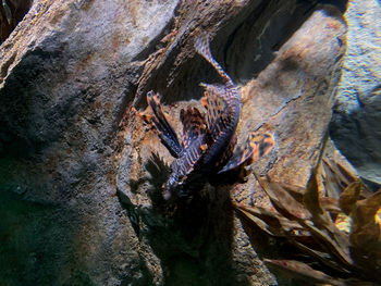 High angle view of butterfly on tree trunk
