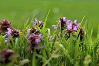 Close-up of purple flowering plants on field