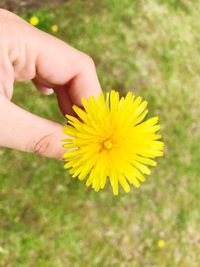 Close-up of hand holding yellow flower