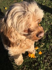 Close-up of dog on grass