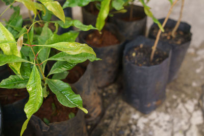 High angle view of potted plants on field