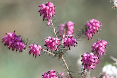 Close-up of pink flowering plants